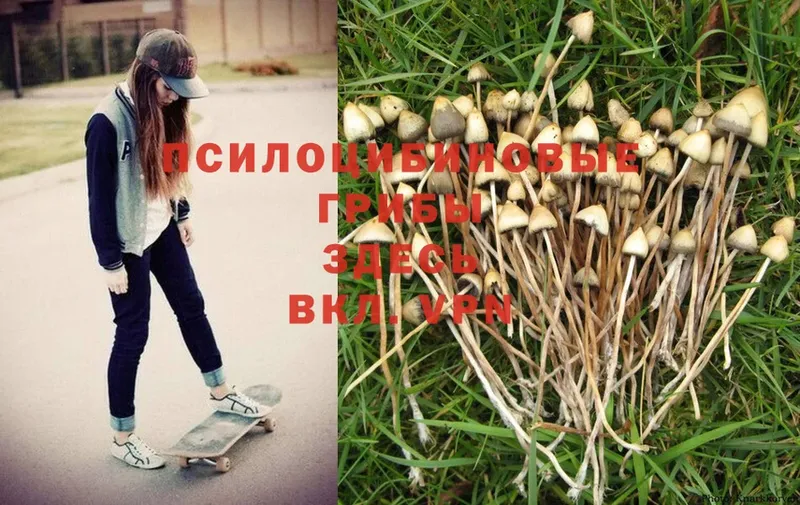 блэк спрут зеркало  Урюпинск  Галлюциногенные грибы Magic Shrooms 